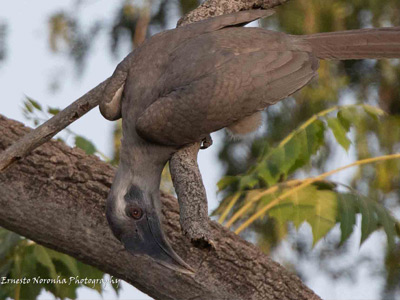 Indian gray hornbill@IIMA