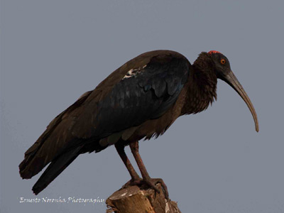 Red naped ibis@IIMA