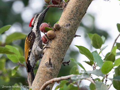 Golden backed woodpecker @IIMA