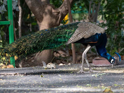 Peacock@IIMA