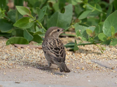 House sparrow female@IIMA