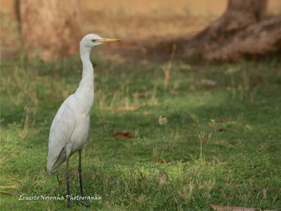 Nonbreeding cattle egret
